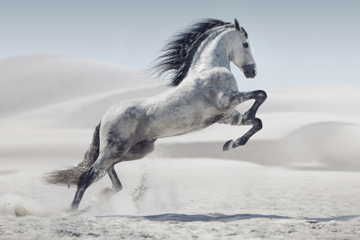 Obrazy z koniem – idealny prezent dla miłośników koni